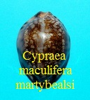 Cypraea maculifera martybealsi, Lorenz 2002 